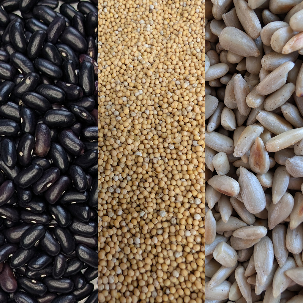 Limitiert: Schwarze Bohnen Tempeh mit Sonnenblumenkernen & Senfsaat